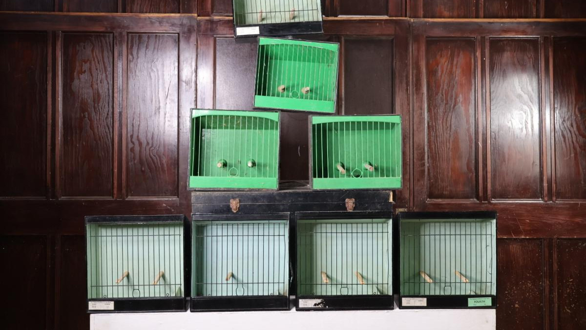 Vogelbenodigdheden Winkel -Vogelbenodigdheden Winkel 2